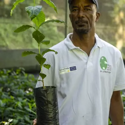 Plantation de café en Martinique